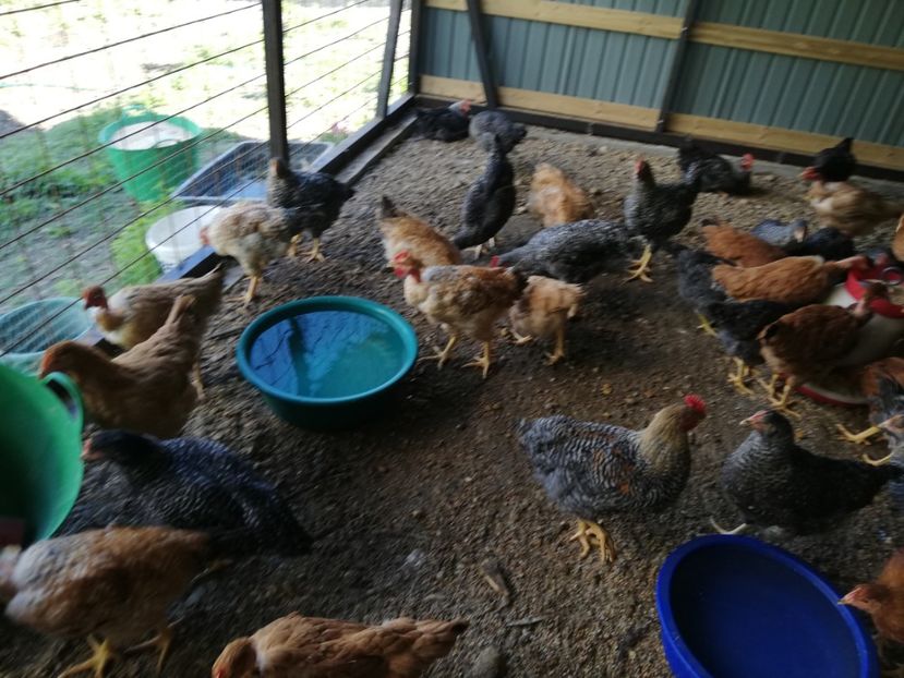  - 0-2019 - De prin curte