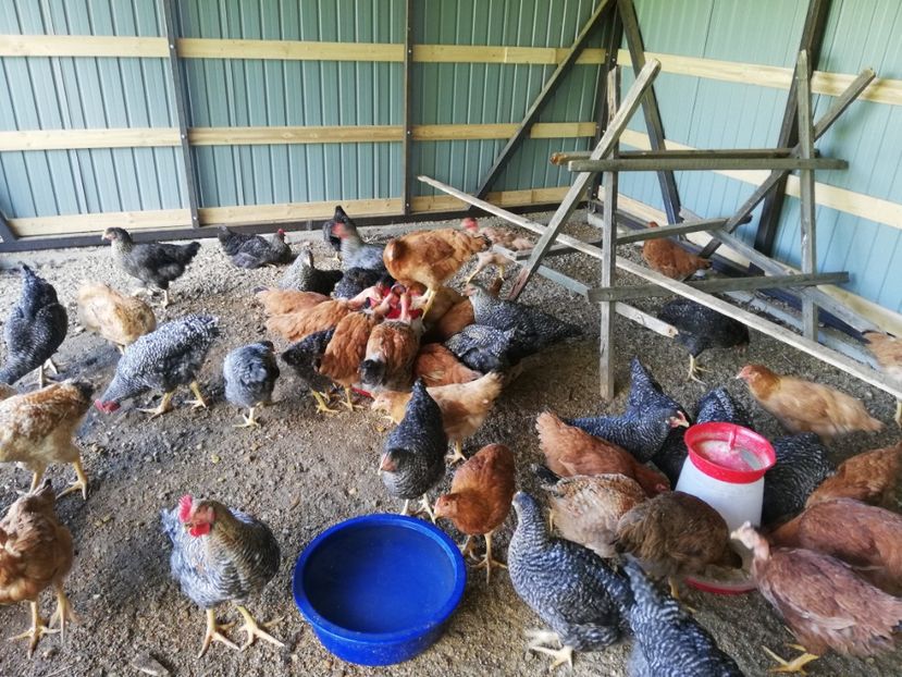  - 0-2019 - De prin curte