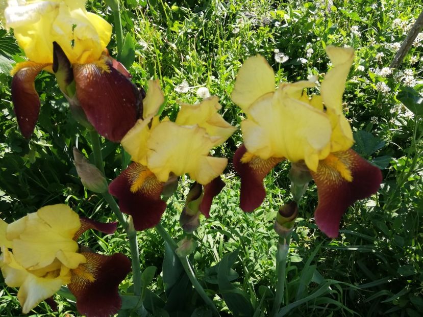  - 0-2019 - De prin curte