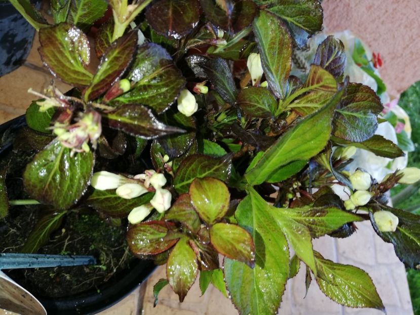  - 0-2019 - De prin curte