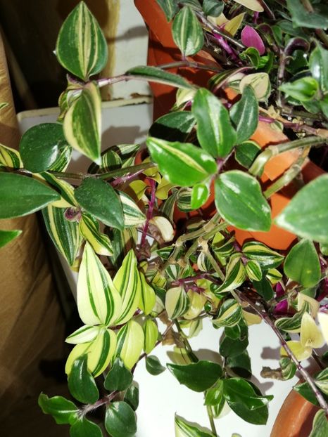  - 0-2019 - De prin curte