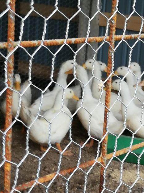  - 0-2019 - De prin curte