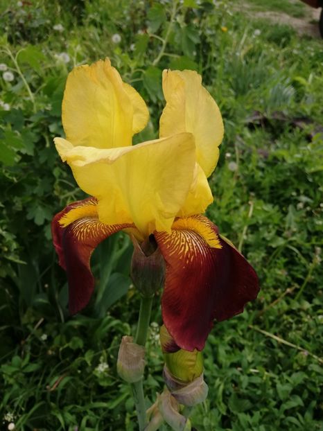  - 0-2019 - De prin curte