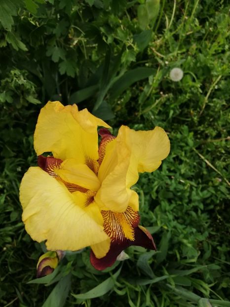  - 0-2019 - De prin curte