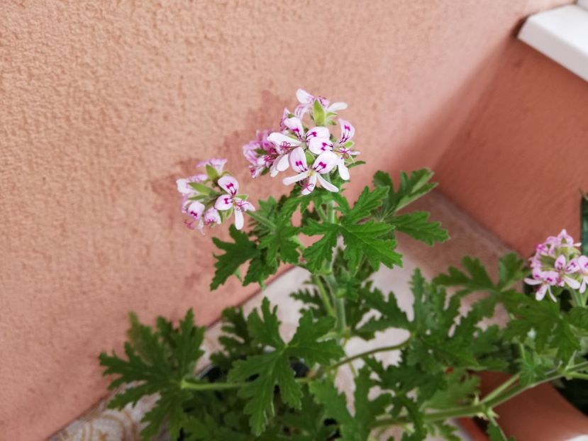  - 0-2019 - De prin curte