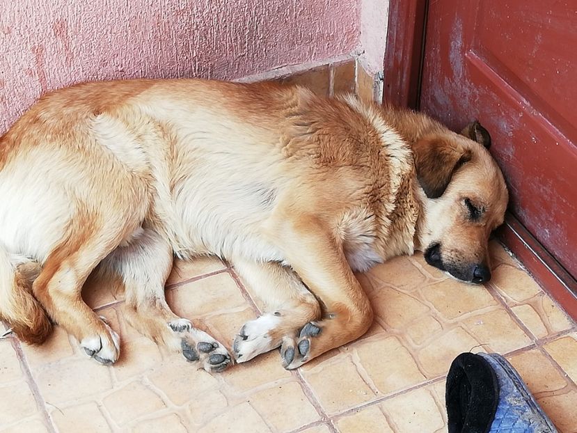  - 0-2019 - De prin curte