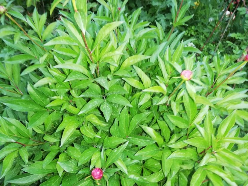  - 0-2019 - De prin curte