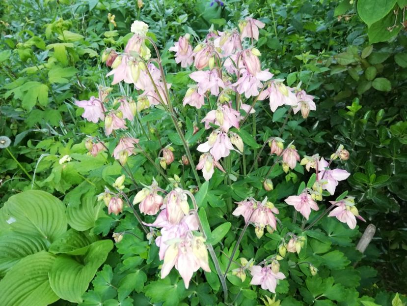  - 0-2019 - De prin curte