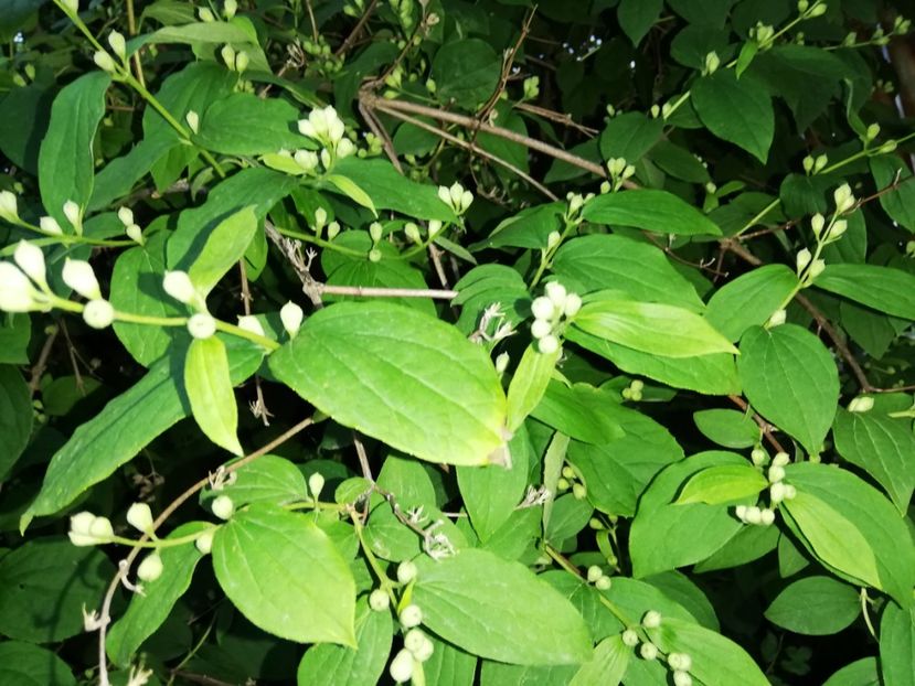  - 0-2019 - De prin curte