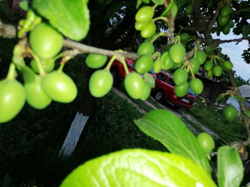  - 0-2019 - De prin curte