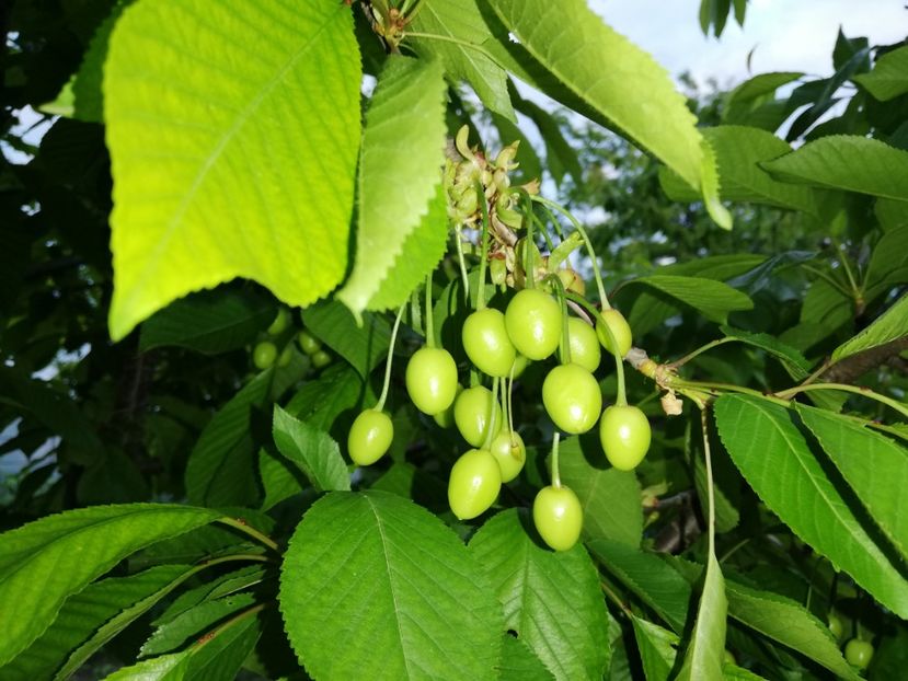  - 0-2019 - De prin curte