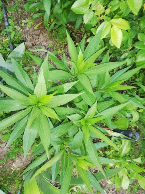  - 0-2019 - De prin curte