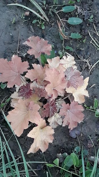  - Primavara 2019-2022