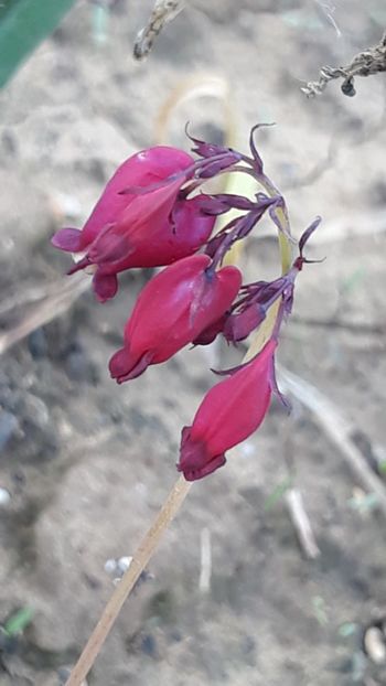  - Primavara 2019-2022