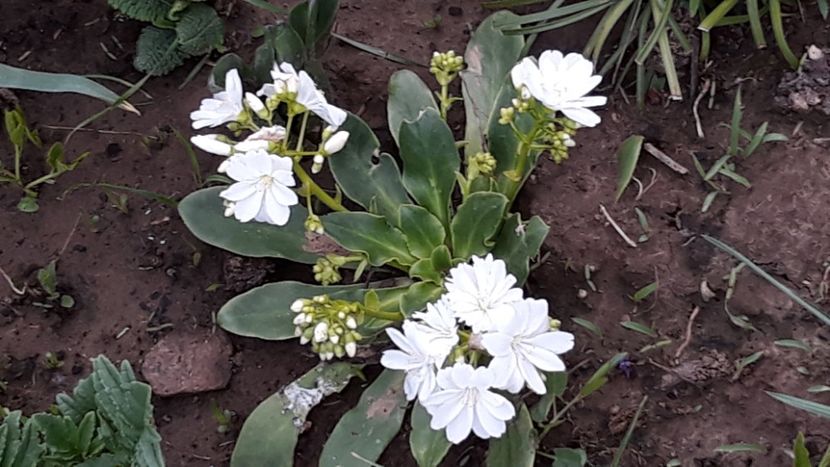  - Primavara 2019-2022