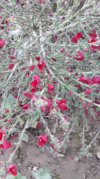  - Primavara 2019-2022