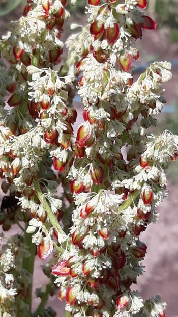  - Primavara 2019-2022