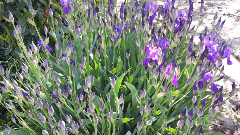  - Primavara 2019-2022