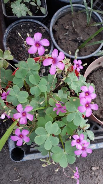  - Primavara 2019-2022