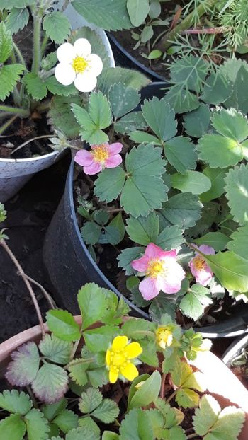  - Primavara 2019-2022