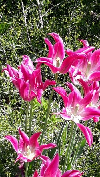  - Primavara 2019-2022