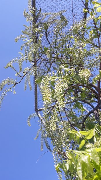  - Primavara 2019-2022