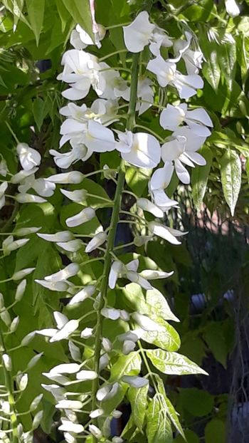  - Primavara 2019-2022