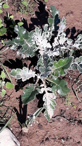  - Primavara 2019-2022