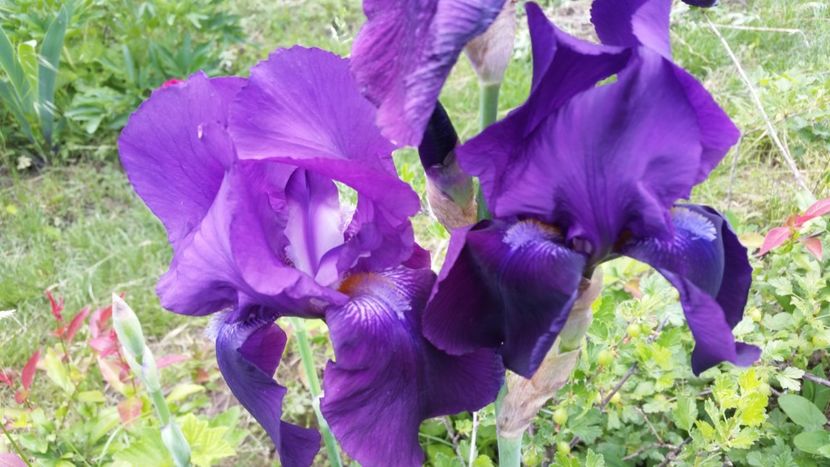 Bluebird wine - irisi 2019