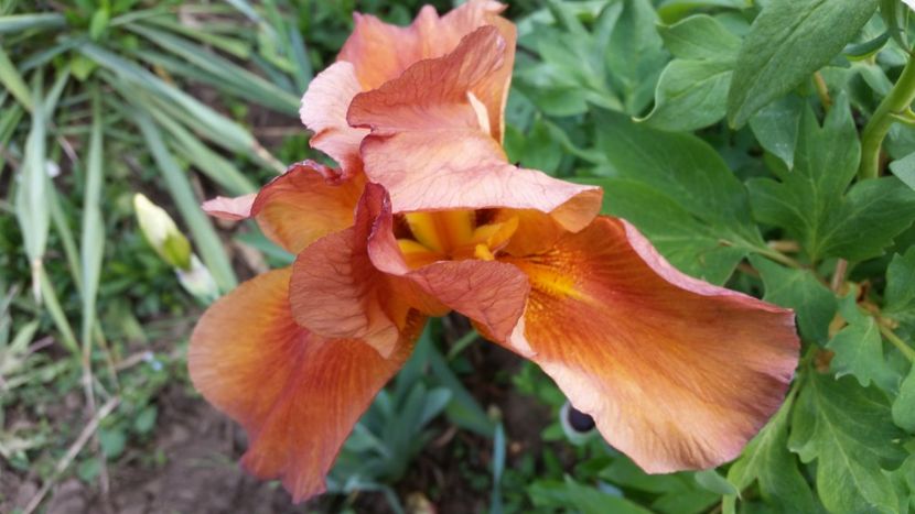 Orange - irisi 2019