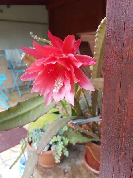 Epy rosu - Cactusi si plante suculente 2017-2018-2019