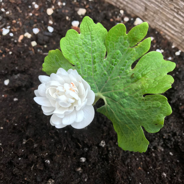  - Jurnalul gradinii 2019