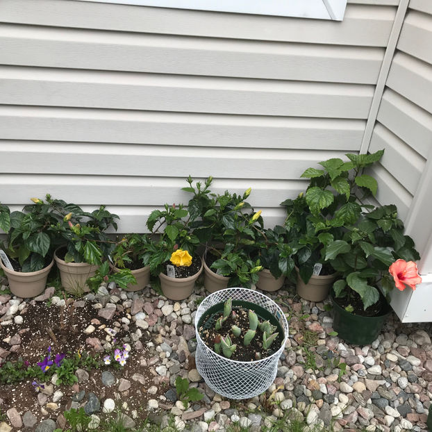  - Jurnalul gradinii 2019