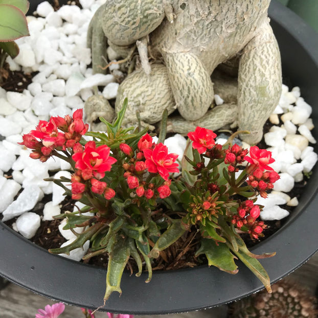  - Jurnalul gradinii 2019