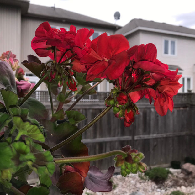  - Jurnalul gradinii 2019