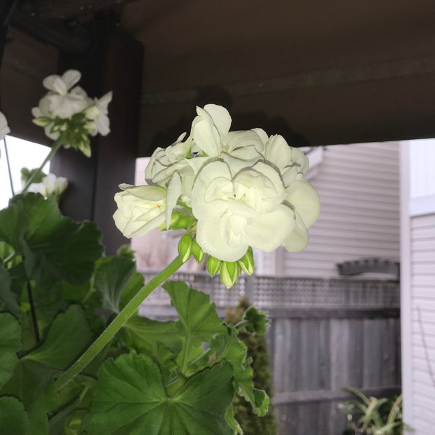  - Jurnalul gradinii 2019