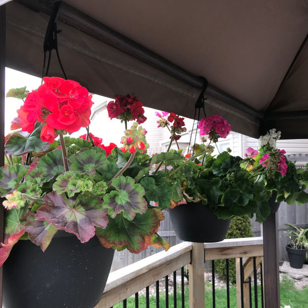  - Jurnalul gradinii 2019