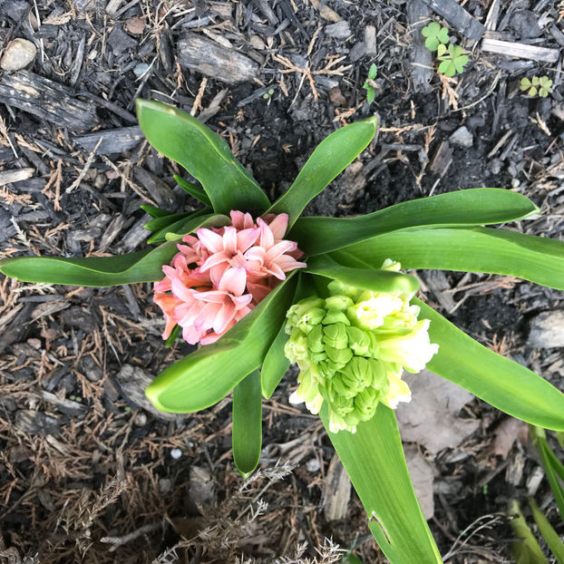  - Jurnalul gradinii 2019