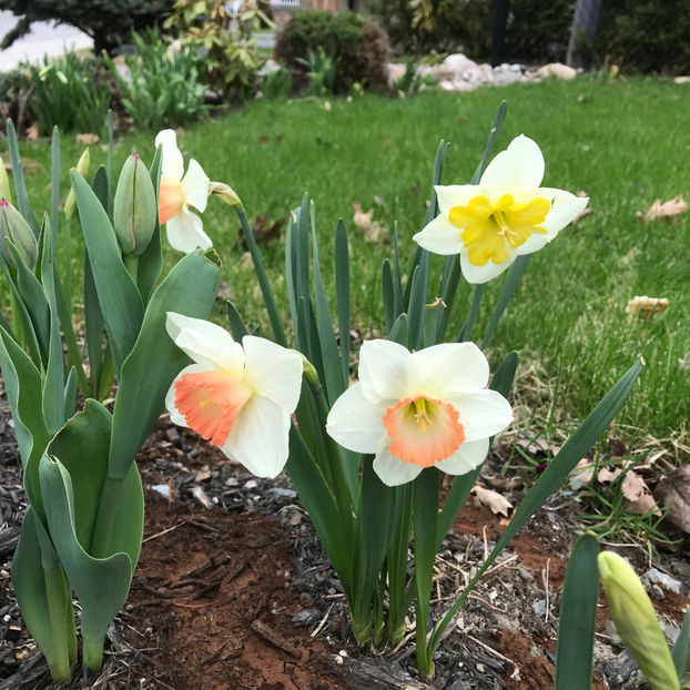  - Jurnalul gradinii 2019