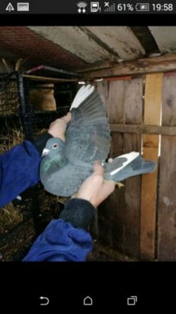  - Porumbei voianjori rosii si ceilalti porumbei voianjori ai mei