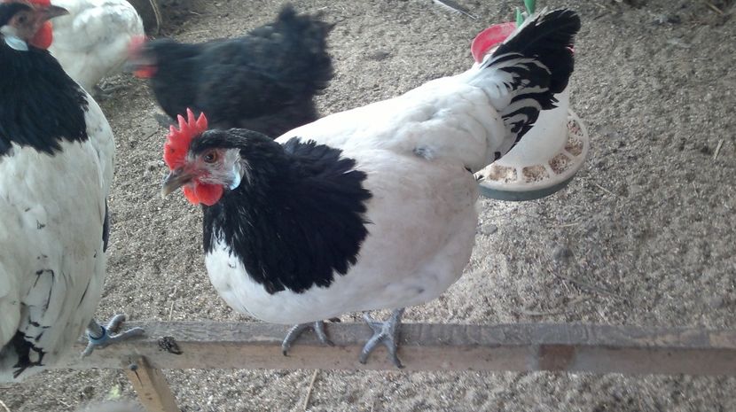 2018-12-28-227 - Gaini