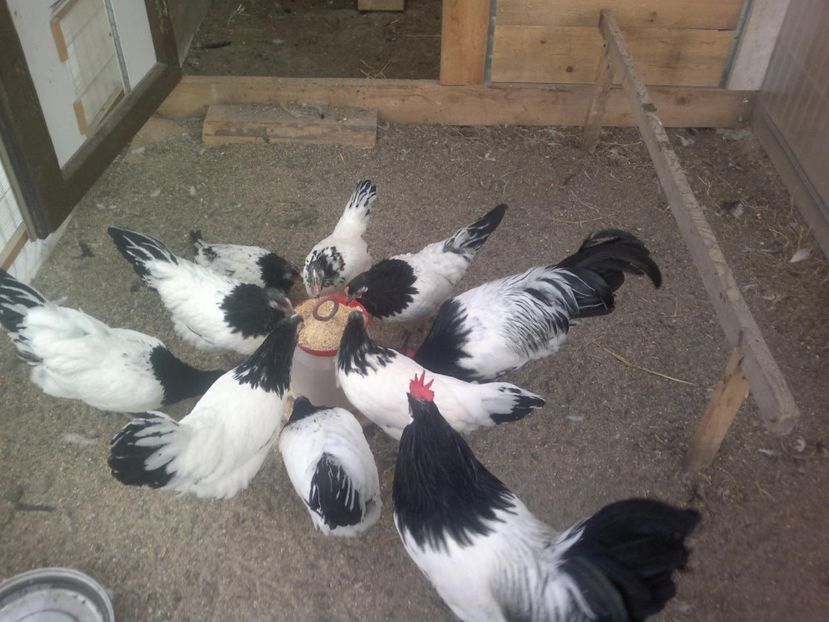 2017-11-18-446 - Gaini