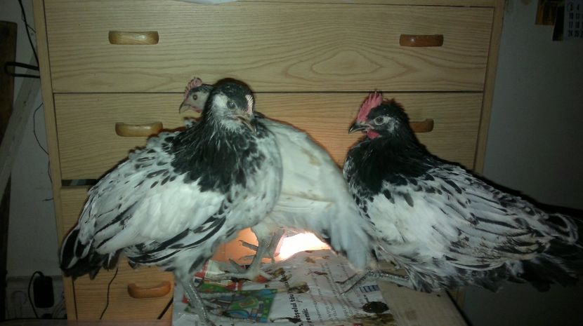 2018-11-14-197 - Gaini