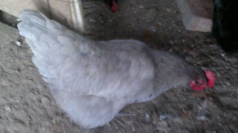 2017-03-11-151 - Gaini