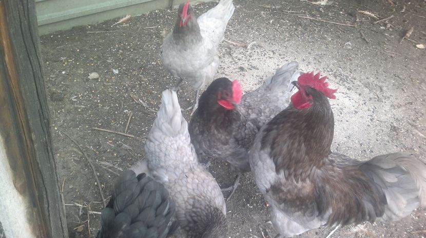 2017-03-27-166 - Gaini