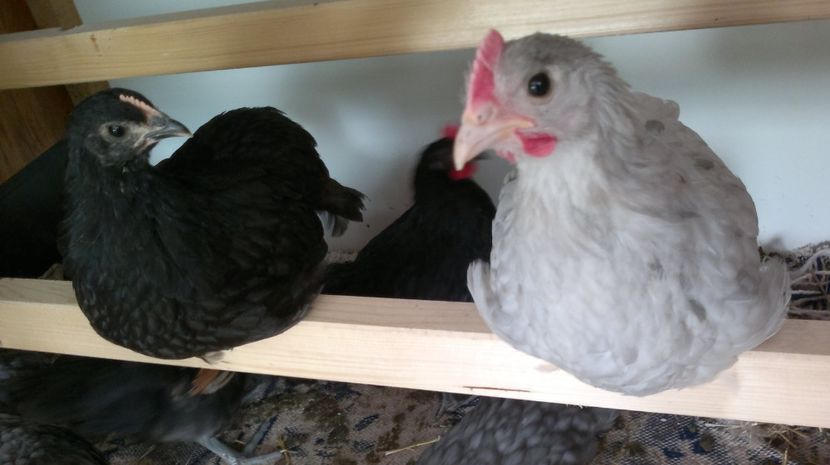 2018-07-27-043 - Gaini