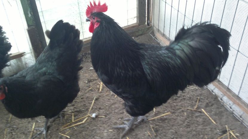 2018-12-28-223 - Gaini