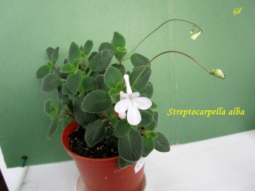 Streptocarpella alba(14-05-2019) - Gesneriaceae 2019