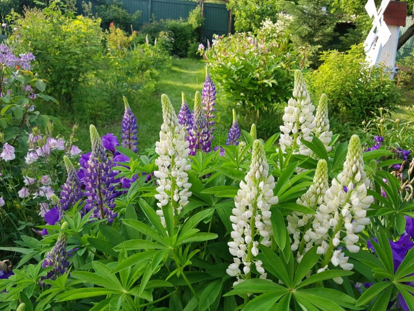  - 2019 Mai Idilic Garden