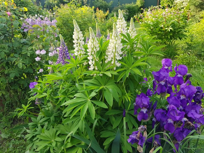  - 2019 Mai Idilic Garden